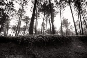 Sierra de Guadarrama, curso de fotografía y naturaleza, foto+natura, El Estudio de Silvia, Guadarrama, Bosque plateado, La Jarosa