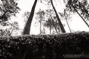 Sierra de Guadarrama, curso de fotografía y naturaleza, foto+natura, El Estudio de Silvia, Guadarrama, Bosque plateado, La Jarosa