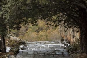 Sierra de Guadarrama, curso de fotografía y naturaleza, foto+natura, El Estudio de Silvia, Guadarrama, Bosque plateado, La Jarosa