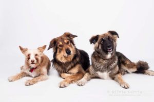 sesion de fotos con mascotas, fotos con perros, recuerdos con mascota, fotografía de mascotas, fotografía de perros, retrato con perro