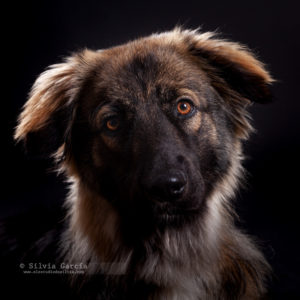 sesion de fotos con mascotas, fotos con perros, recuerdos con mascota, fotografía de mascotas, fotografía de perros, retrato con perro