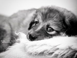 sesion de fotos con mascotas, fotos con perros, recuerdos con mascota, fotografía de mascotas, fotografía de perros, retrato con perro