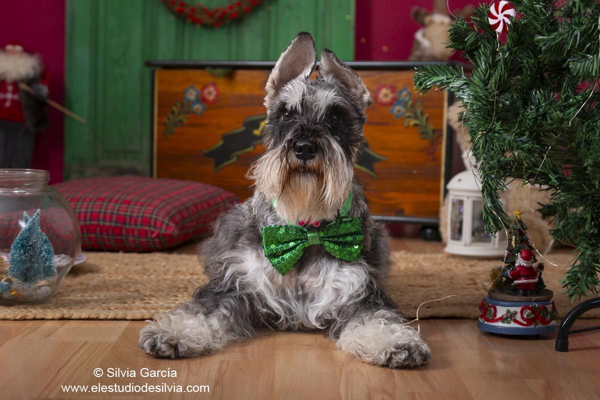 fotos con mascota, fotografía de animales Madrid, fotógrafo animales sierra de guadarrama