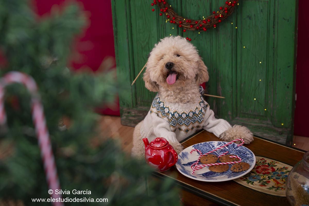 fotos con mascota, fotografía de mascotas