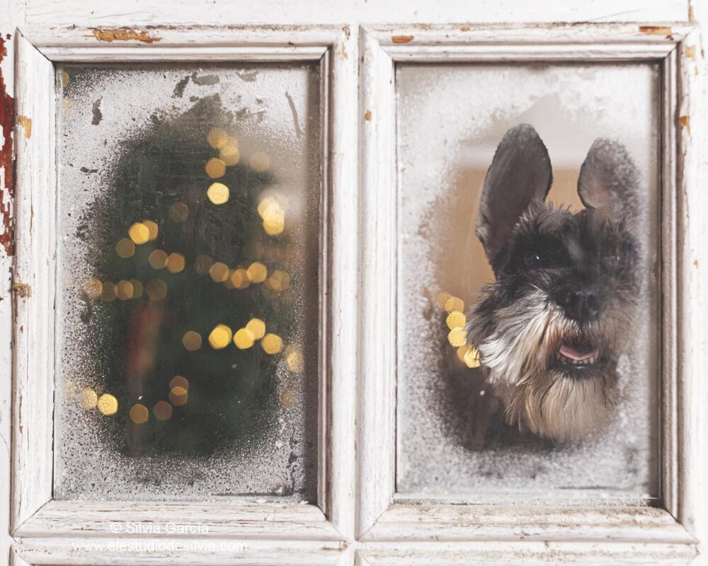 fotos con tu mascota navidad, feliz año 2025