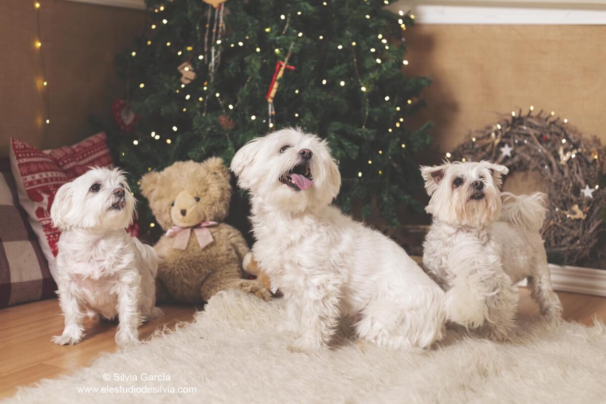 fotos con mascotas, pets lovers, feliz 20252